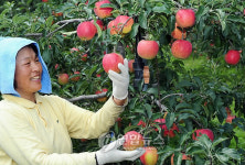 <카메라뉴스> 지리산 사과 맛보세요