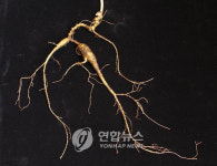 中, 100년된 산삼 6억원에 낙찰