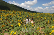 <카메라뉴스> 장수 논개 생가지 꽃 만발