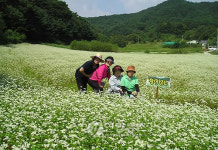  청주 상당산성 메밀꽃 활짝