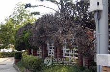 충남도청 불에 탄 향나무 3년만에 복구