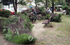 불에 탄 충남도청 향나무 뽑기 한창