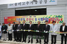 녹차고춧가루 공장