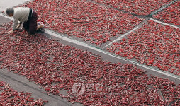 가을볕에 고추 말리는 농촌