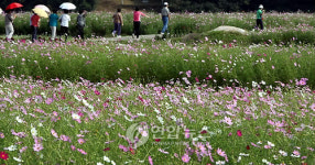 하동서 코스모스.메밀꽃 축제 개막