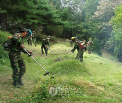 육군 37사단 무연고 묘지 벌초