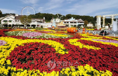 국화 활짝 핀 용인 에버랜드