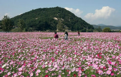 부여 구드래공원 코스모스 장관