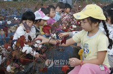 목화 수확 재미있어요