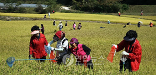 <카메라뉴스> 메뚜기도 잡고 이천쌀도 먹고