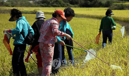 <카메라뉴스> 메뚜기도 잡고 이천쌀도 먹고