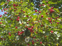 영휘원 산사나무 천연기념물 지정