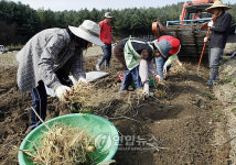 춘천지역 인삼 주산지로 부상