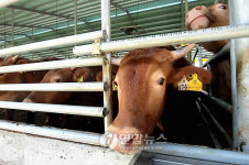 <한우사육열풍> 한우값 강세냐 폭락이냐③(끝)