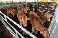 <한우사육열풍> 송아지 값 폭등..품귀현상①