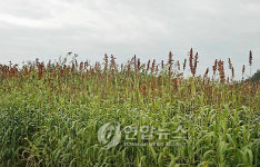 단수수 친환경 에너지원으로 변신중