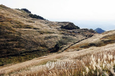 화왕산 억새꽃 천지