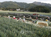 대파 수확하는 대관령 주민들