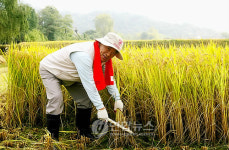 고려대 벼베기 동참