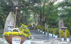 구미 천생산 쌍용사서 26일부터 국화 축제