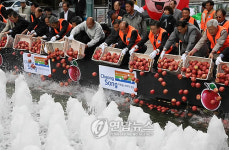청송사과 건져 가세요!
