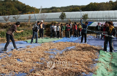 도리깨질 신기해요
