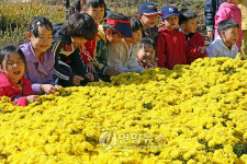국화꽃에 흠뻑 빠진 어린이