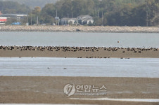 군산 금강호에 날아든 겨울철새
