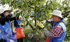 <카메라뉴스> 경남銀, 창원 단감농가 일손돕기