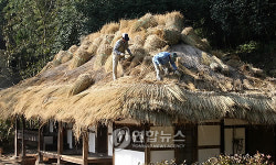 <카메라뉴스> 초가지붕 잇는 영랑 생가