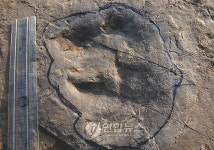 진주 사봉면서 공룡발자국 화석 발견