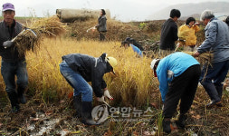  청원서 北에 보낼 통일쌀 수확