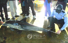 삼척서 죽은 채 발견된 돌고래