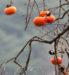 까치밥 풍년일쎄