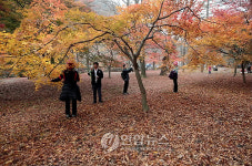 가을 추억 담자..내장산 단풍
