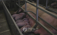 헝가리 최대 돼지농장
