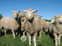 호주 양 개체 수 104년만에 최저