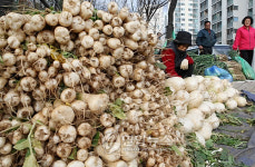 김장철 맞아 총각무 사세요