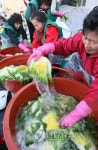 강원 고랭지 절임배추 인기..주문 쇄도