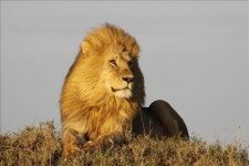 사자제국 실세는 암사자…MBC 라이언퀸