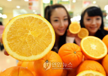캘리포니아산 햇오렌지 맛보세요