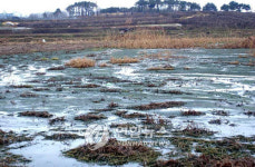 새만금 오염원 왕궁 축산단지 해법 없나