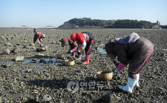 서산 간월도 갯벌 굴 채취 한창