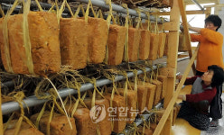 춘천 송암리 메주만들기 `한창