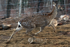 태백 오투스키장의 꽃사슴