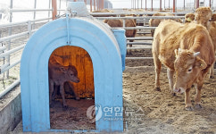 추운 겨울대비..축사 송아지방