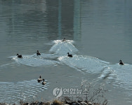 청정 1급수 홍천강의 청둥오리 한가해요
