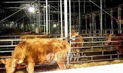 친환경적으로 사육되는 소