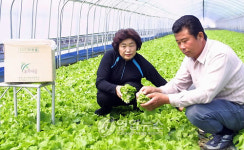 친환경 쌈채소로 연소득 3억여원..충주 이한출씨