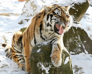 표효하는 호랑이